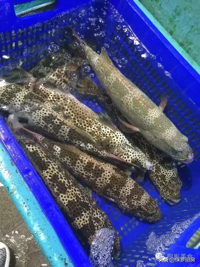 史上最全的顶级“海鱼”海鲜大全,全吃过的你人生就到达了巅峰!