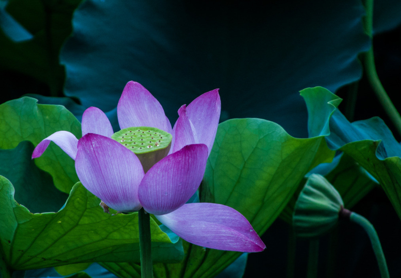 江南可采莲，十首采莲的诗词，带你欣赏荷塘的美景-第13张图片-诗句网