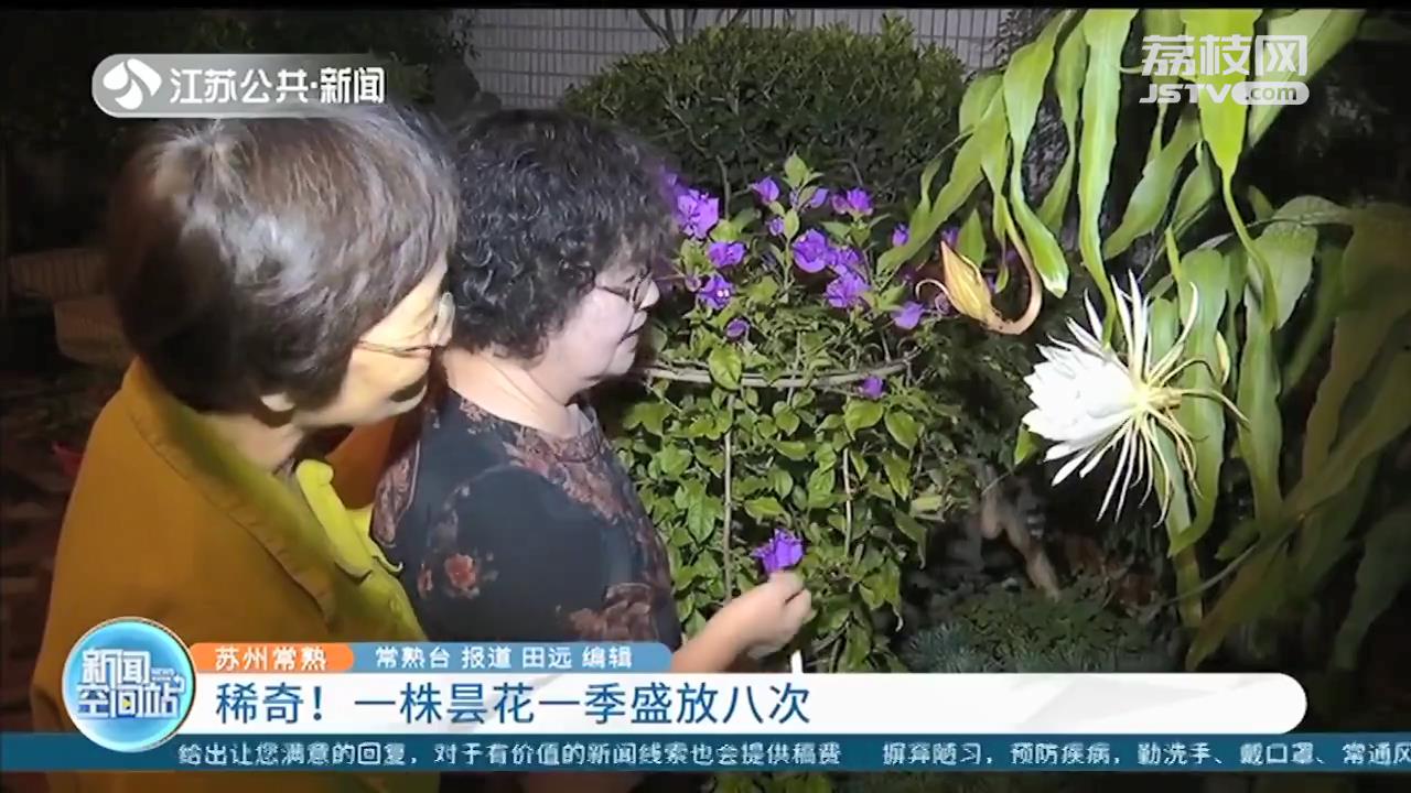 昙花不止一现 常熟阿姨家的昙花一季盛放了八次
