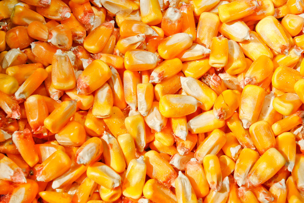 必看！中国计划今年将玉米播种面积提高66.7万公顷