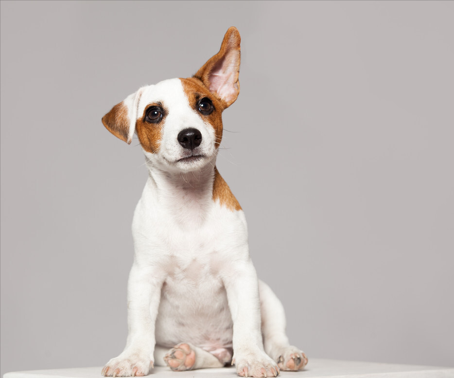 狗狗常见的8种肢体语言，铲屎官可以了解下它们在表达什么