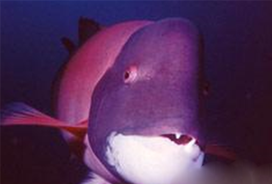 动物界六大奇闻怪事盘点-第4张图片-大千世界