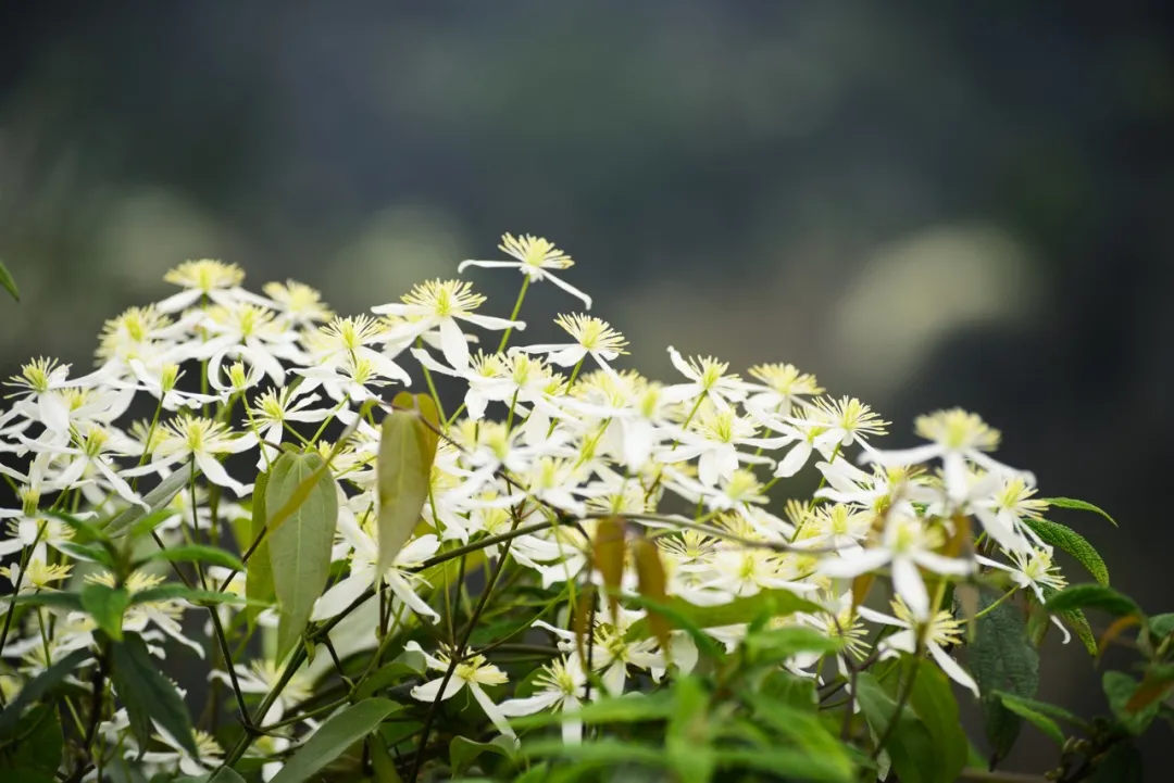 《本草纲目》故事：威灵仙治手足不遂