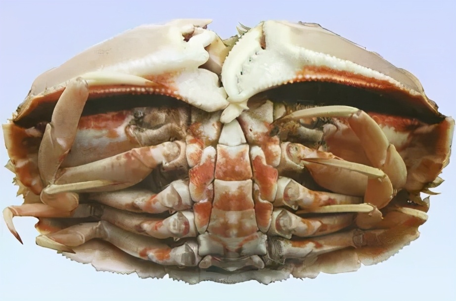 蟹类图集_淡水两栖_西南渔业网 水花鱼 水产养殖专业