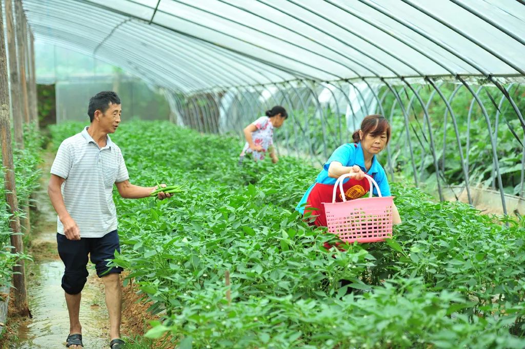 一张蓝图十八年——记全国劳动模范、市人大常委会委员黄秀佳
