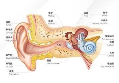 突感“天旋地转”竟是中耳有瘤
