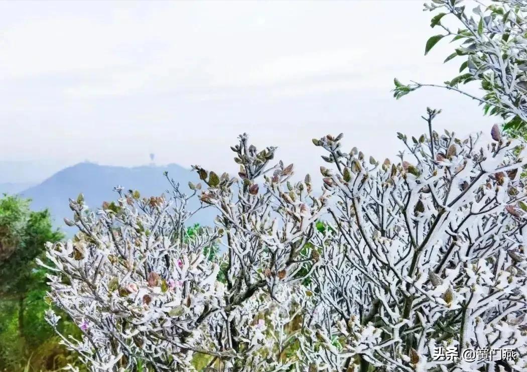 寒潮袭鹏城，梧桐山琼花美景刷屏