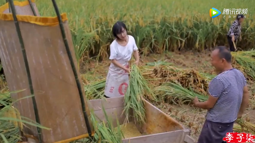柒看|跟着李子柒看水稻的一生 李子柒新视频展现的一个农村落后点