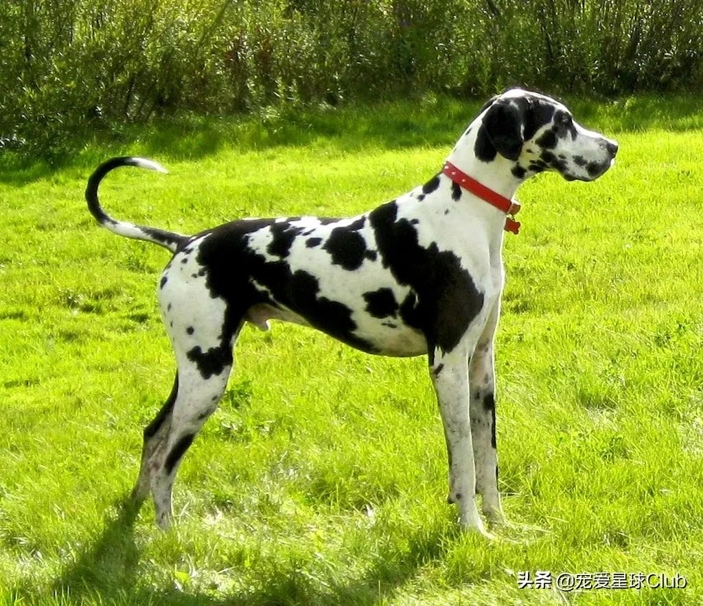 大丹犬 一辆车都装不下的狗 宠爱星球club Mdeditor