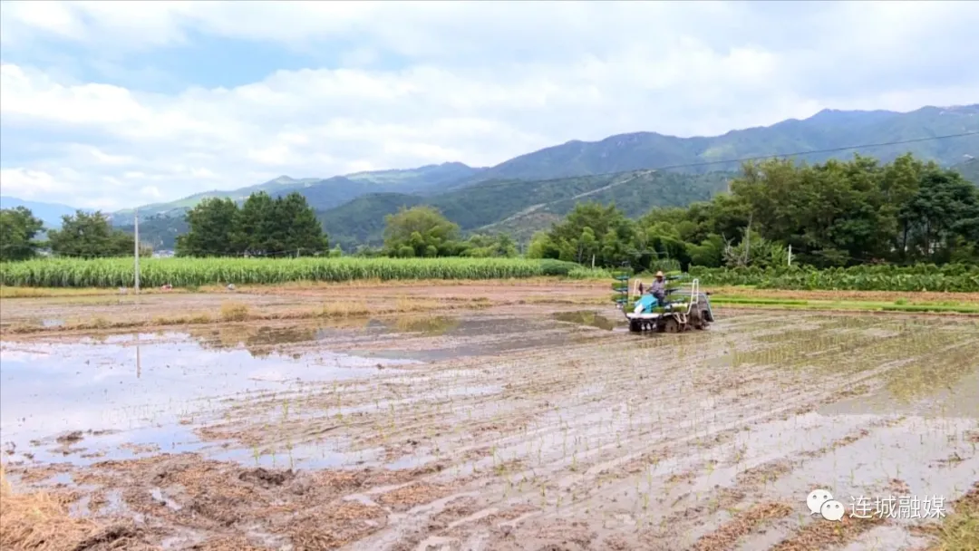 连城：农机来助力 夏种夏收高效率