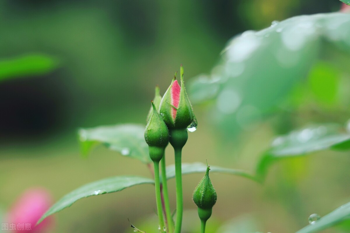 四月 梨花落 春欲晚 花事荼蘼 彼岸無期 閨中風暖 陌上草薰 水月嵐曦 Mdeditor