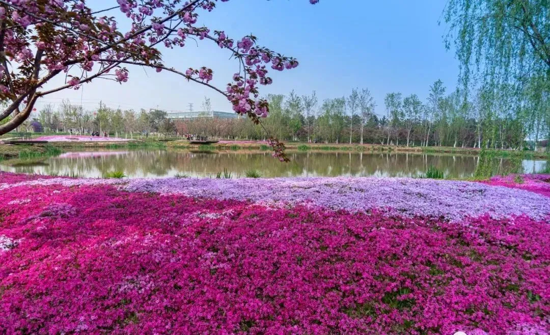 醉美人间四月天！这是济南章丘的四月美景