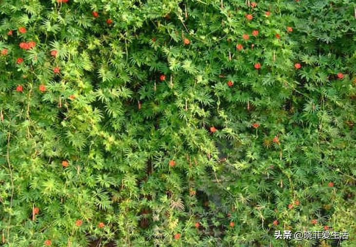 3种 爬墙 植物 种在庭院 成了天然 背景墙 漂亮又好养 资讯咖