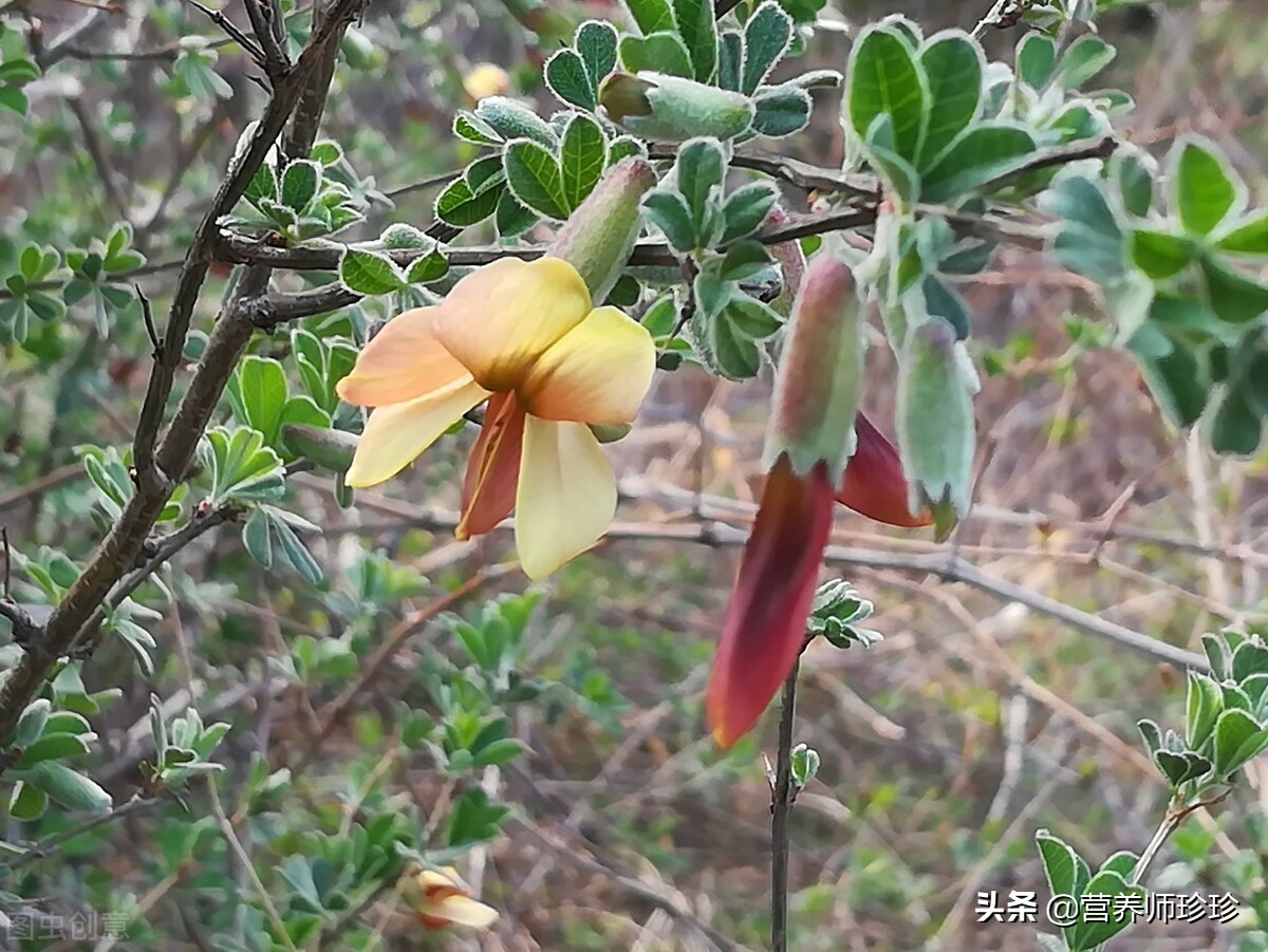 花如蝶形 人稱 金雀花 若在山中遇見 便是福氣 別不知價值 營養師珍珍 Mdeditor