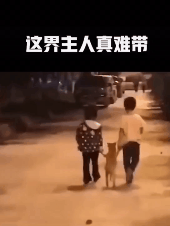 人类已经无法阻止宠物狗了……
