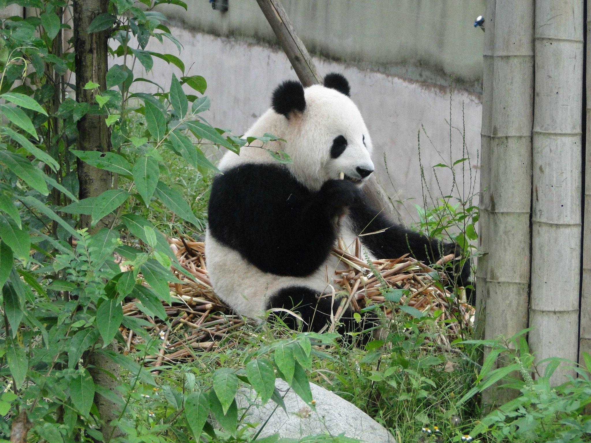 世界上最能賺錢的動物是什麽？大熊貓出國打工，卻慘遭退貨？