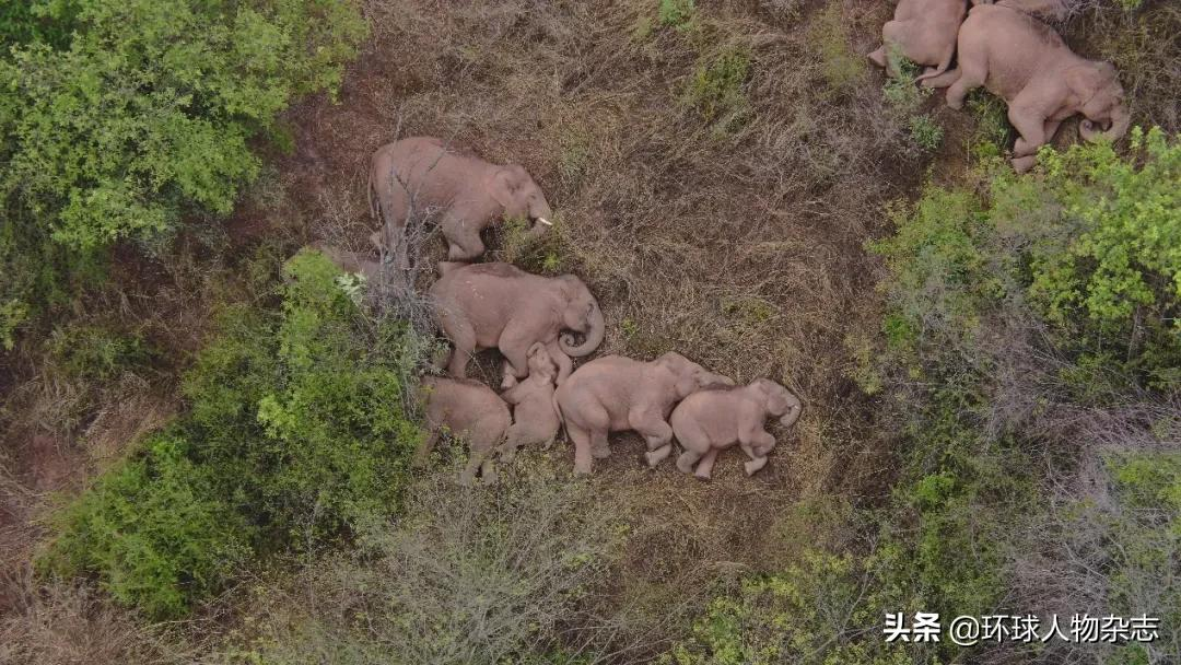 象群到家！對(duì)話“追象人”：一路上我們滿嘴潰瘍，它們吃胖了