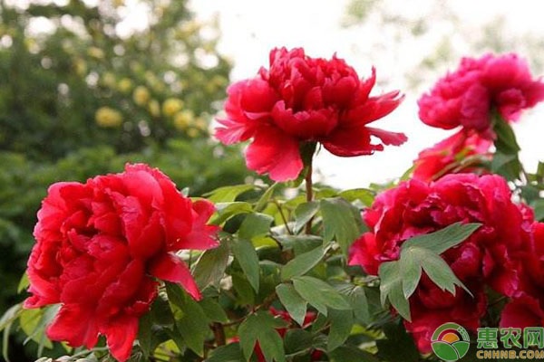牡丹有什么利用价值？牡丹和芍药的区别在哪？