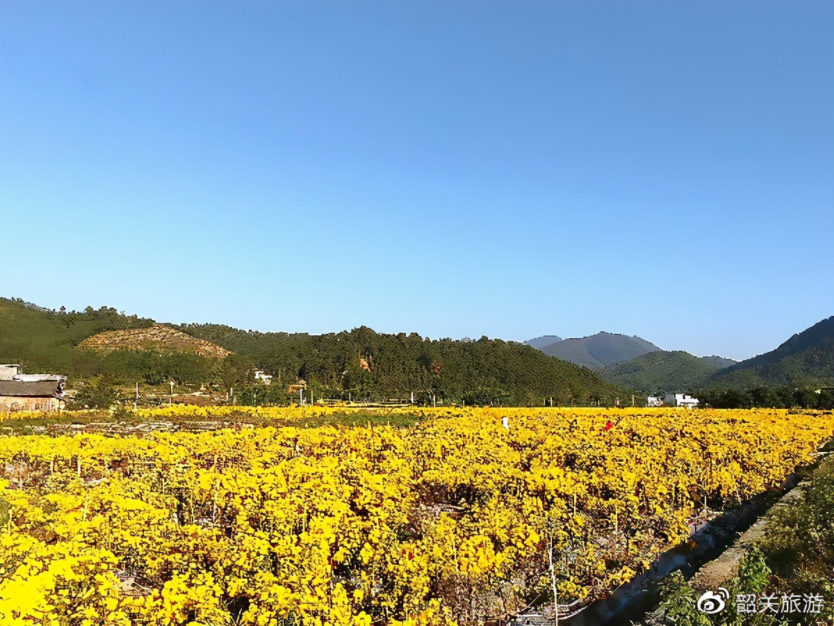 准备打卡！金丝皇菊花海、银杏...周末来南雄这条线，玩法不重复