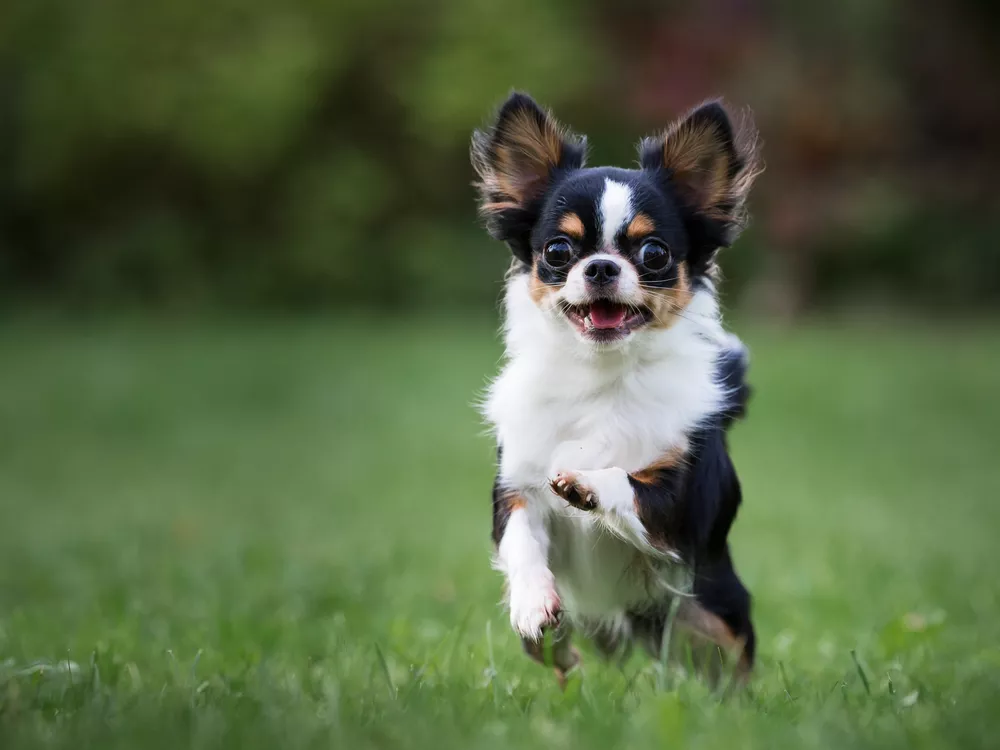 世界上最小的11种狗 中国犬只榜上有名 行业资讯 中国犬业联盟