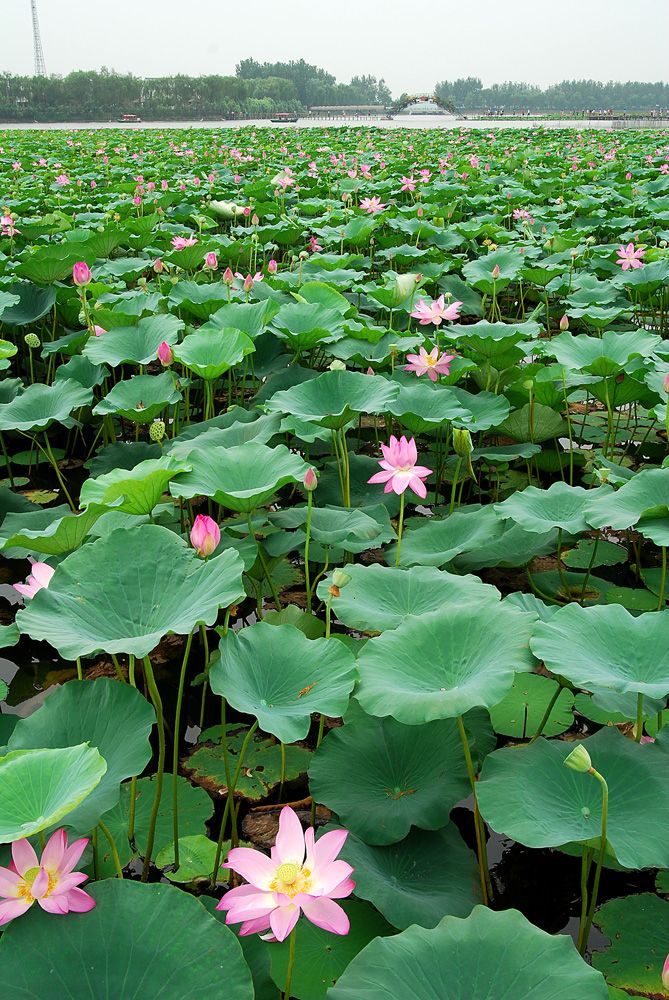 蝶恋花 夏日荷花原创 清依燕 Mdeditor