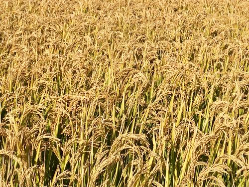 粮库中卖出的镉超标稻谷是如何加工成大米走上餐桌的？