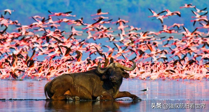 干货|第一次去肯尼亚怎么玩？经典玩法、路线大盘点！