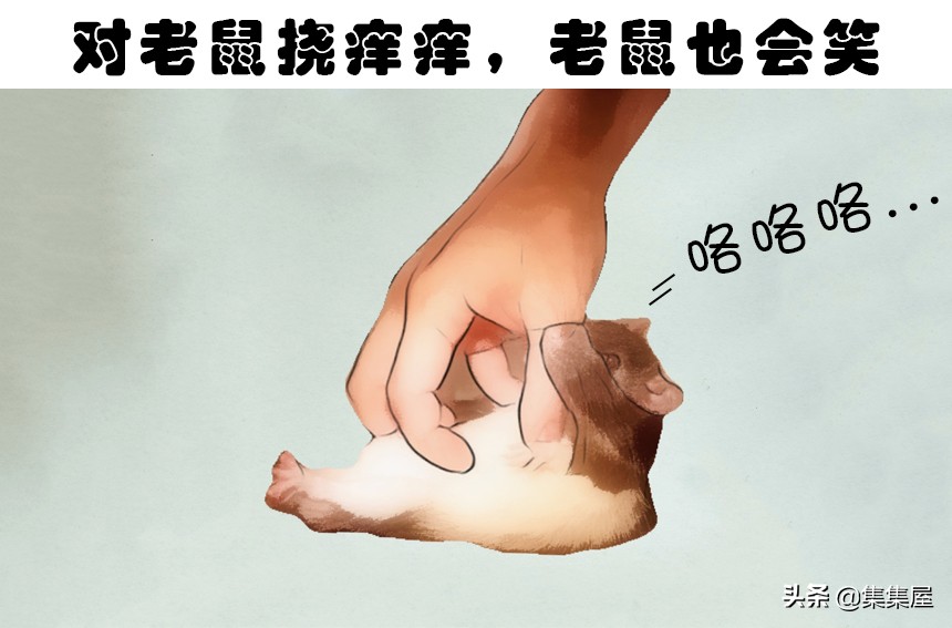 对老鼠挠痒痒，老鼠也会笑？盘点关于动物的7个有趣的冷知识-第1张图片-大千世界