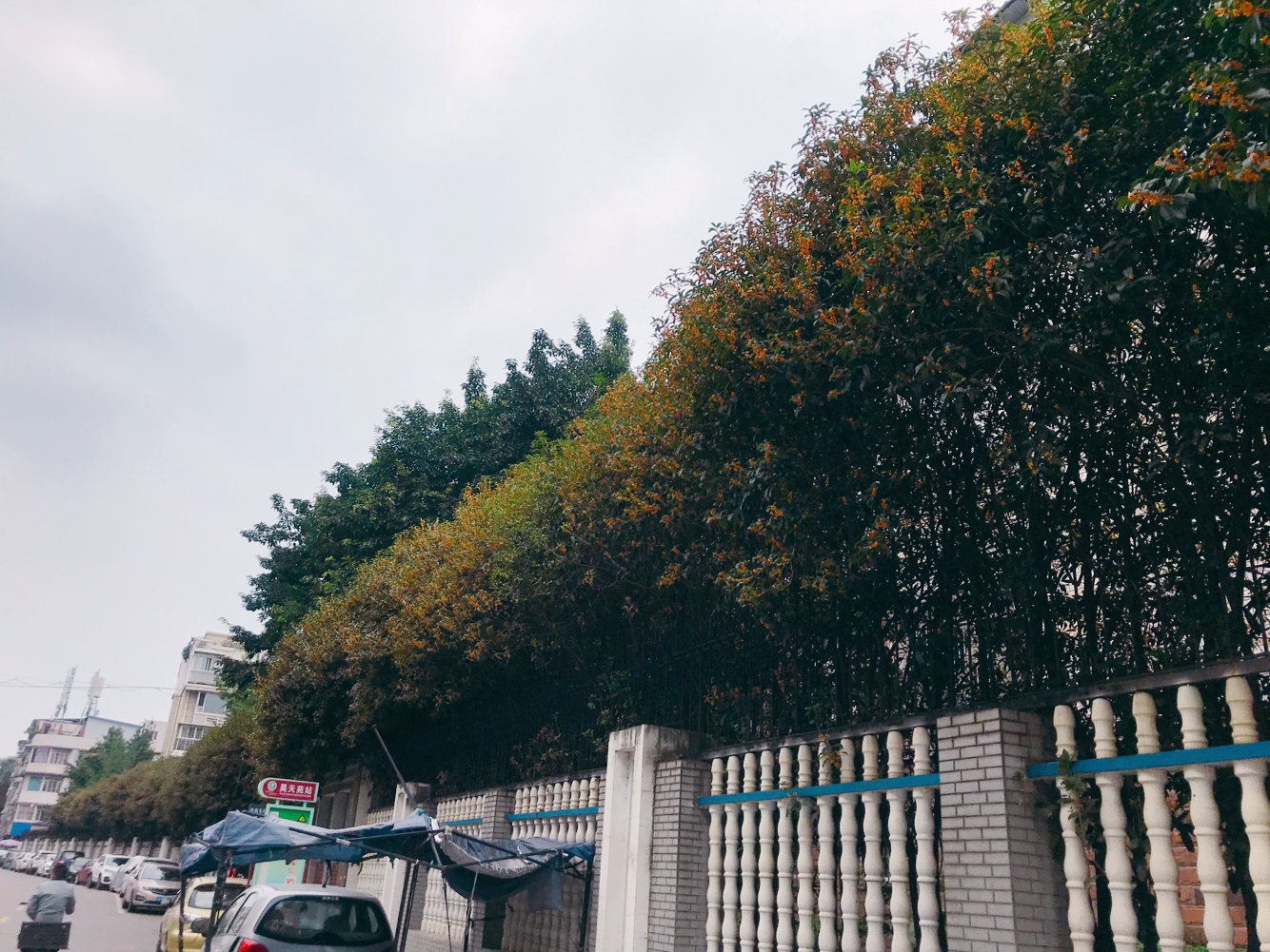 成都那些天错过的桂花雨，新都这些天全都还给你，满城尽带桂花香