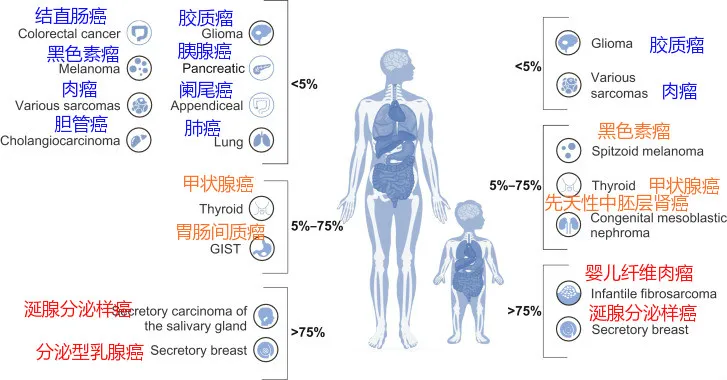 一种突破性抗癌药物几乎可以针对所有癌症类型,挽救了无数的生命