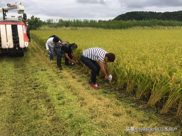 在日本首都圈工作的白领们，竟然开始想当农民了