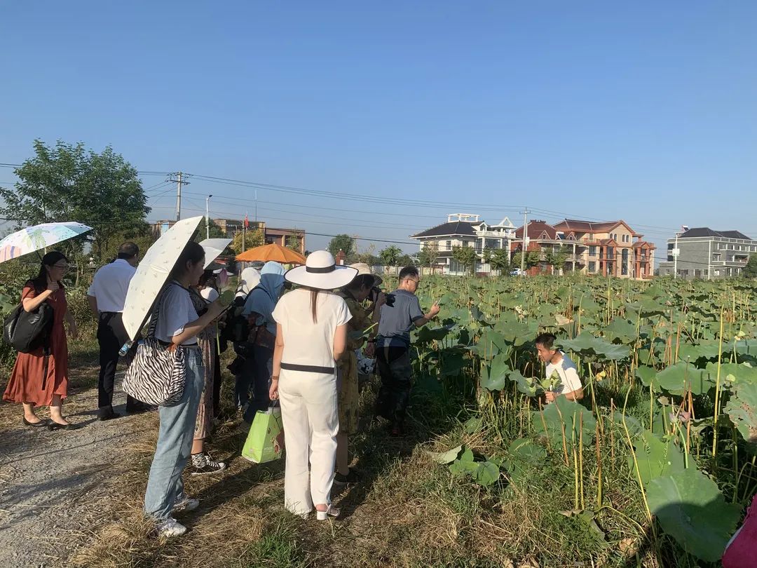 千年弋江，藕遇四连农产品助农直播和产销对接会活动获得圆满成功