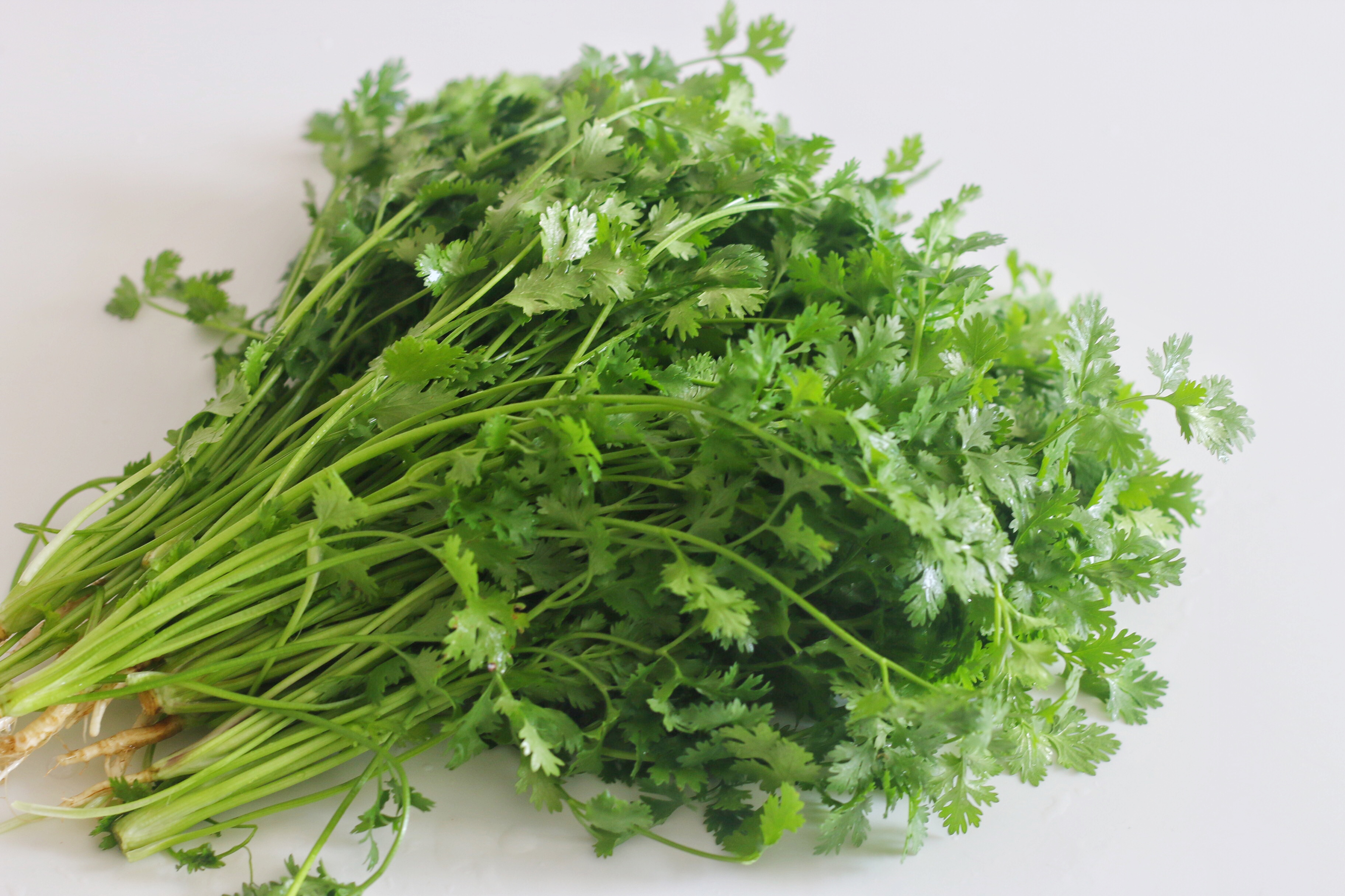 保存香菜，我有妙招，放一年不会坏，什么时候吃都新鲜如初