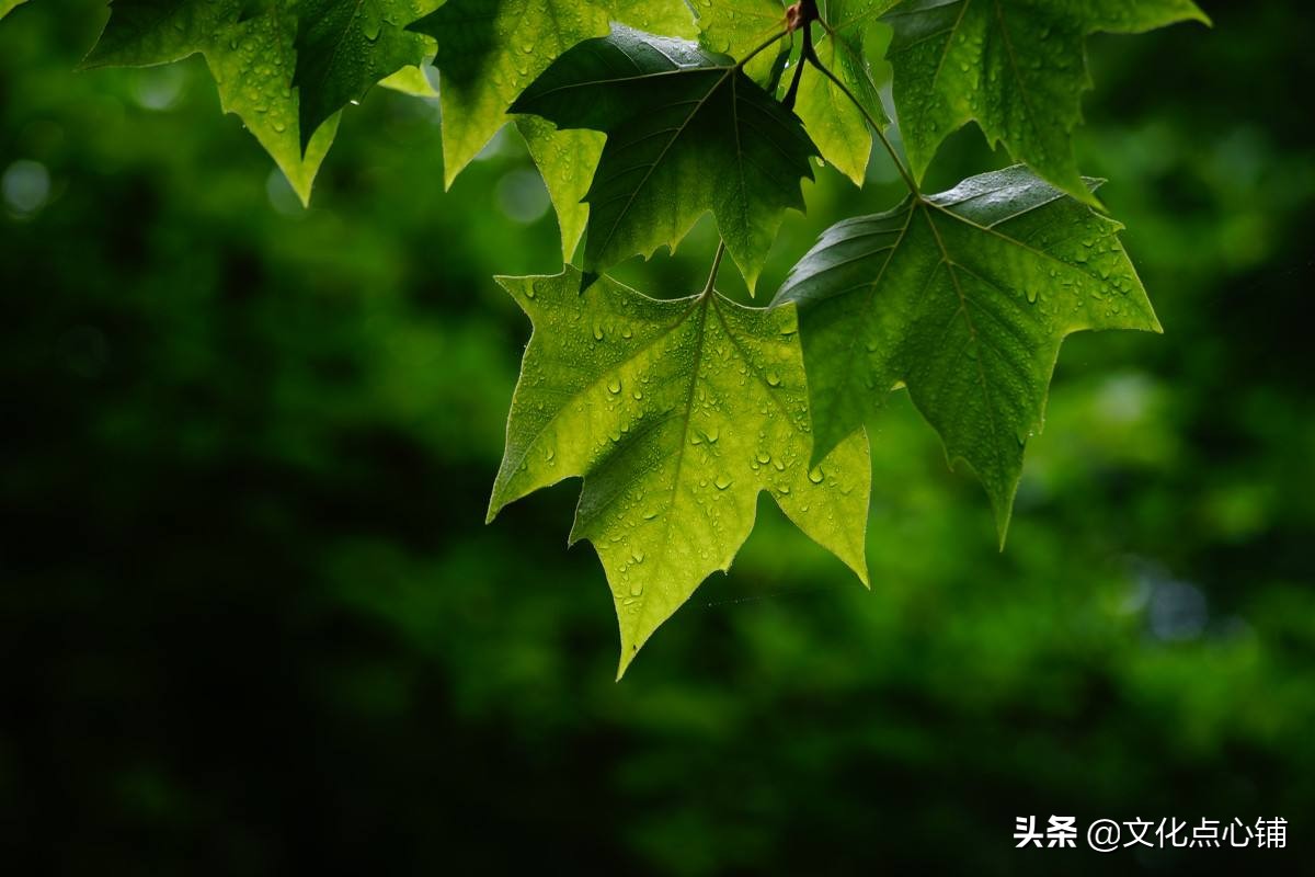 我见众生皆草木，唯你是青山-第4张图片-诗句网