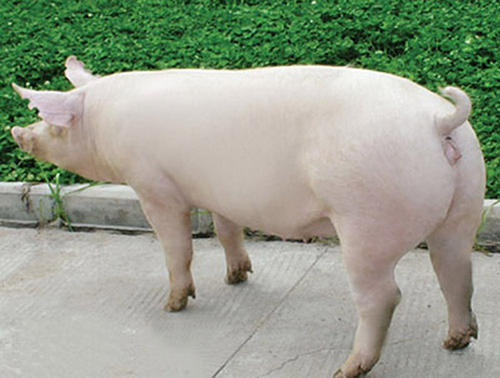 母猪分娩，缩短母猪产程，减少死胎发生