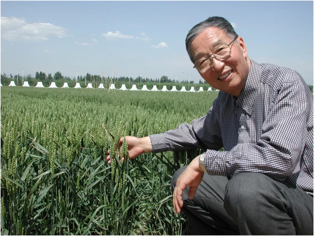 “杂交小麦之父”李振声：曾让小麦产量超越水稻，现年90岁高龄