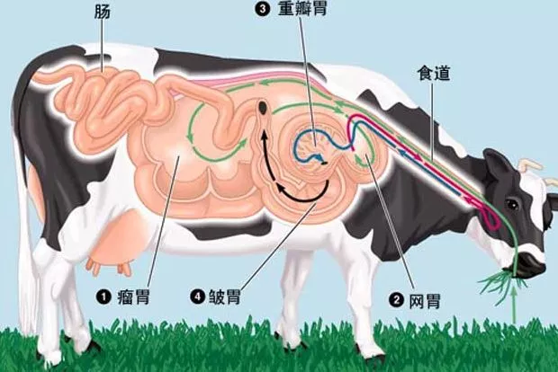 牛胃有四个，你到底会不会吃？