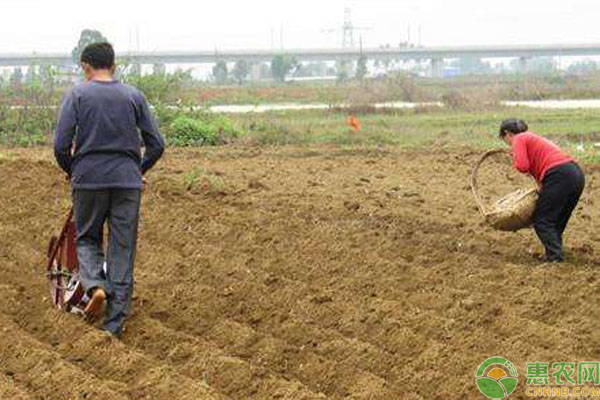 花生多少温度可以种？