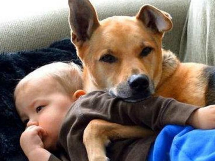 狗狗记住主人只需3个月，忘记主人要多久？答案你想不到