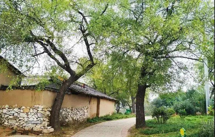 随县唐县镇华宝山村枣儿甜