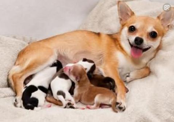 狗狗發情期，四個步驟懂狗狗是否發情和懷孕