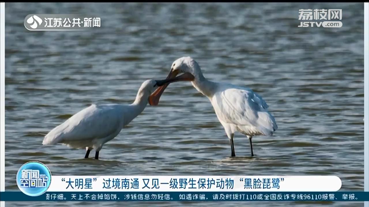 “大明星”过境南通！又见一级野生保护动物黑脸琵鹭
