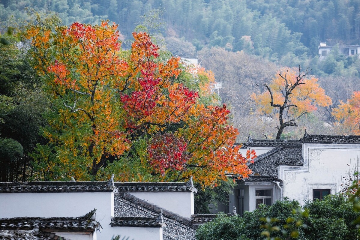 Anhui in autumn, one night into autumn, Huizhou became beautiful