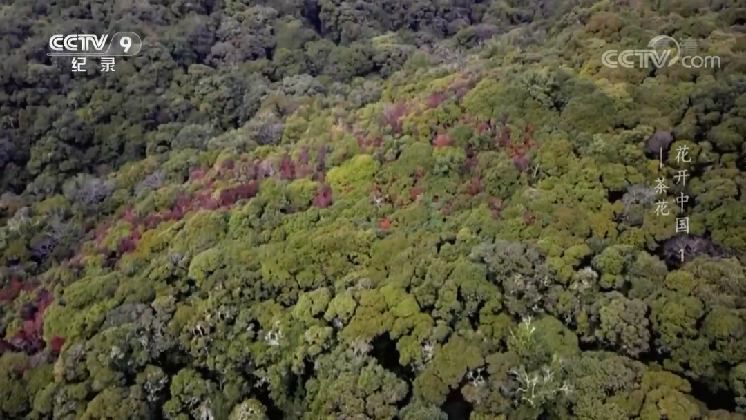 原来“花”也是一种对话，这部纪录片如何记录