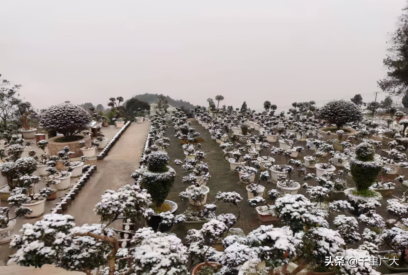 重庆人翘首以盼的“雪”来了