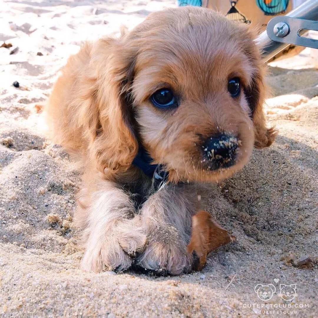 关于狗子的21个神奇冷知识，知道一半的都很了不起