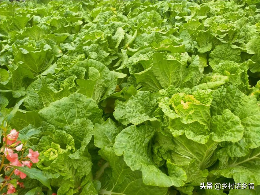 过了白露节，白菜和萝卜这两个要点别忽略，高产奥秘就在这