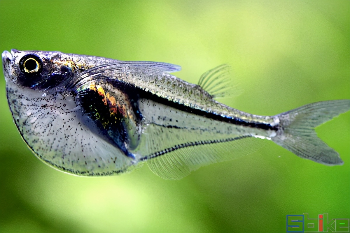 十大美丽微型淡水观赏鱼