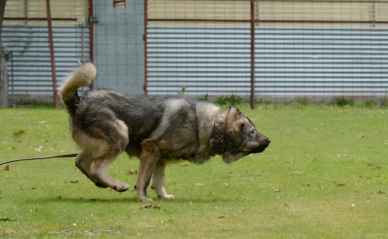 男孩挑衅大型犬，不料狗狗破门而出，将男孩扑倒，幸好狗狗讲武德