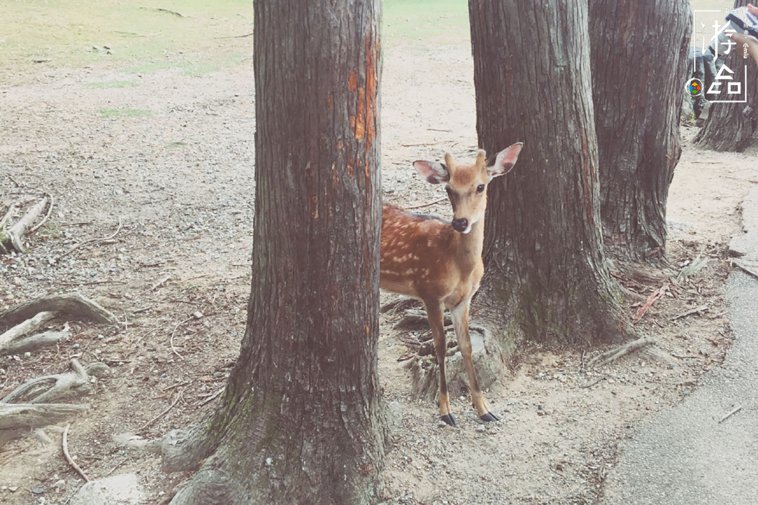 在日本奈良给小鹿当“饲养员”，饲料200日元一份，还必须说英文